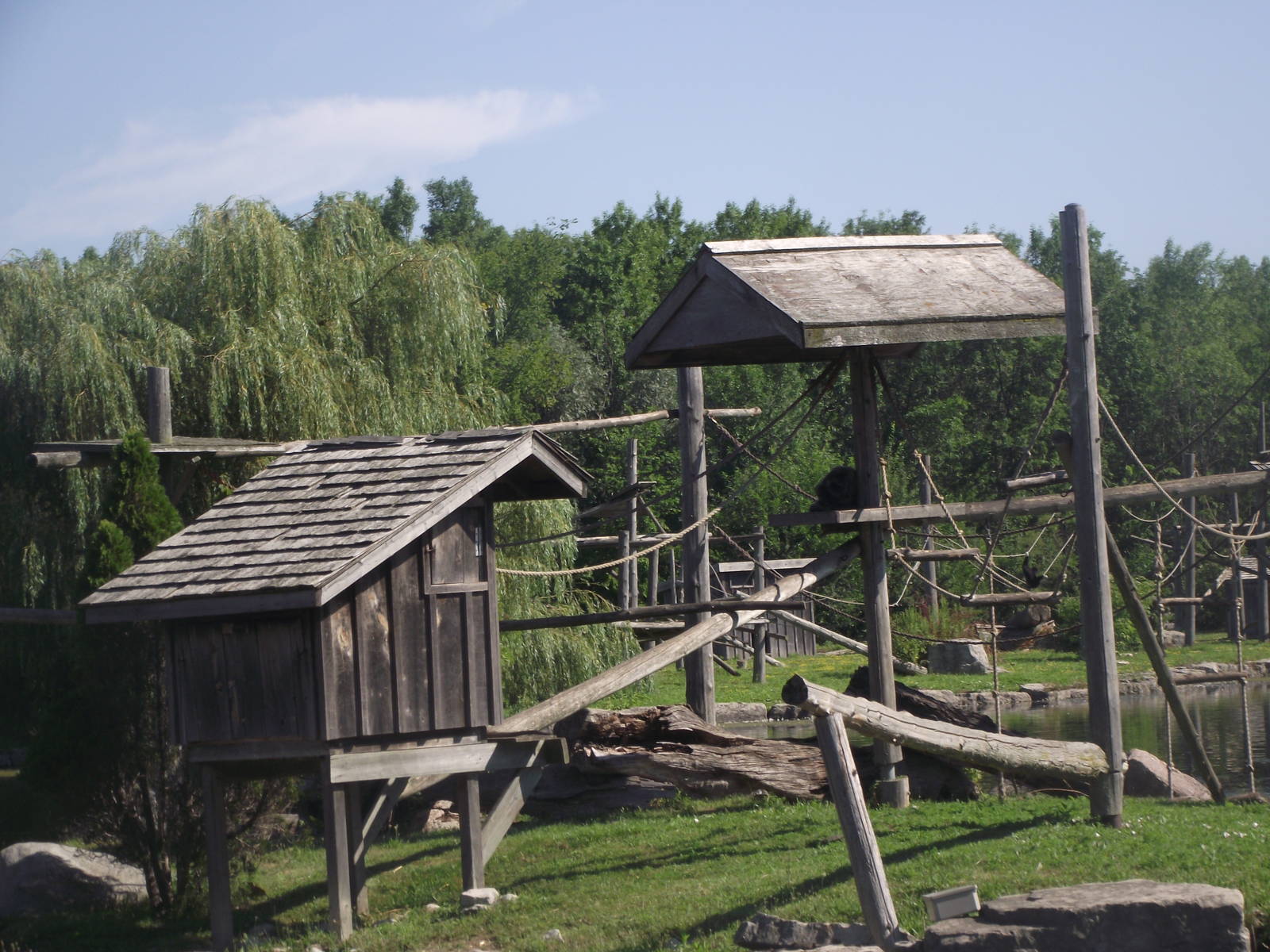 Black Handed Spider Monkey