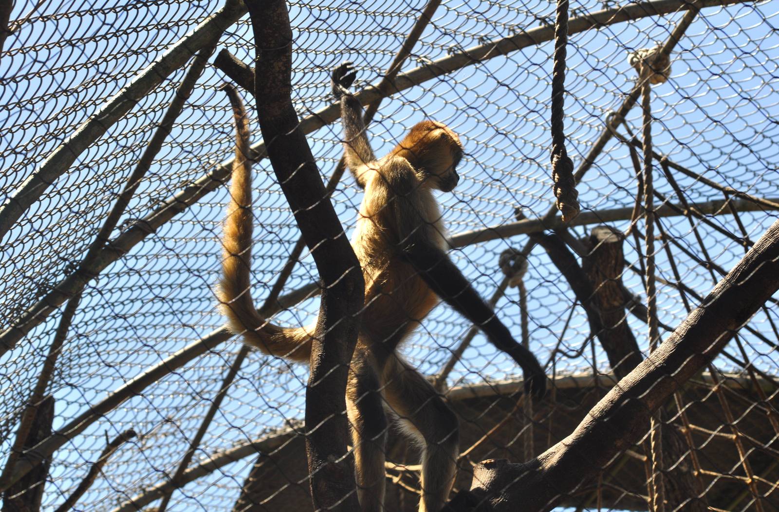 Black-handed Spider Monkey