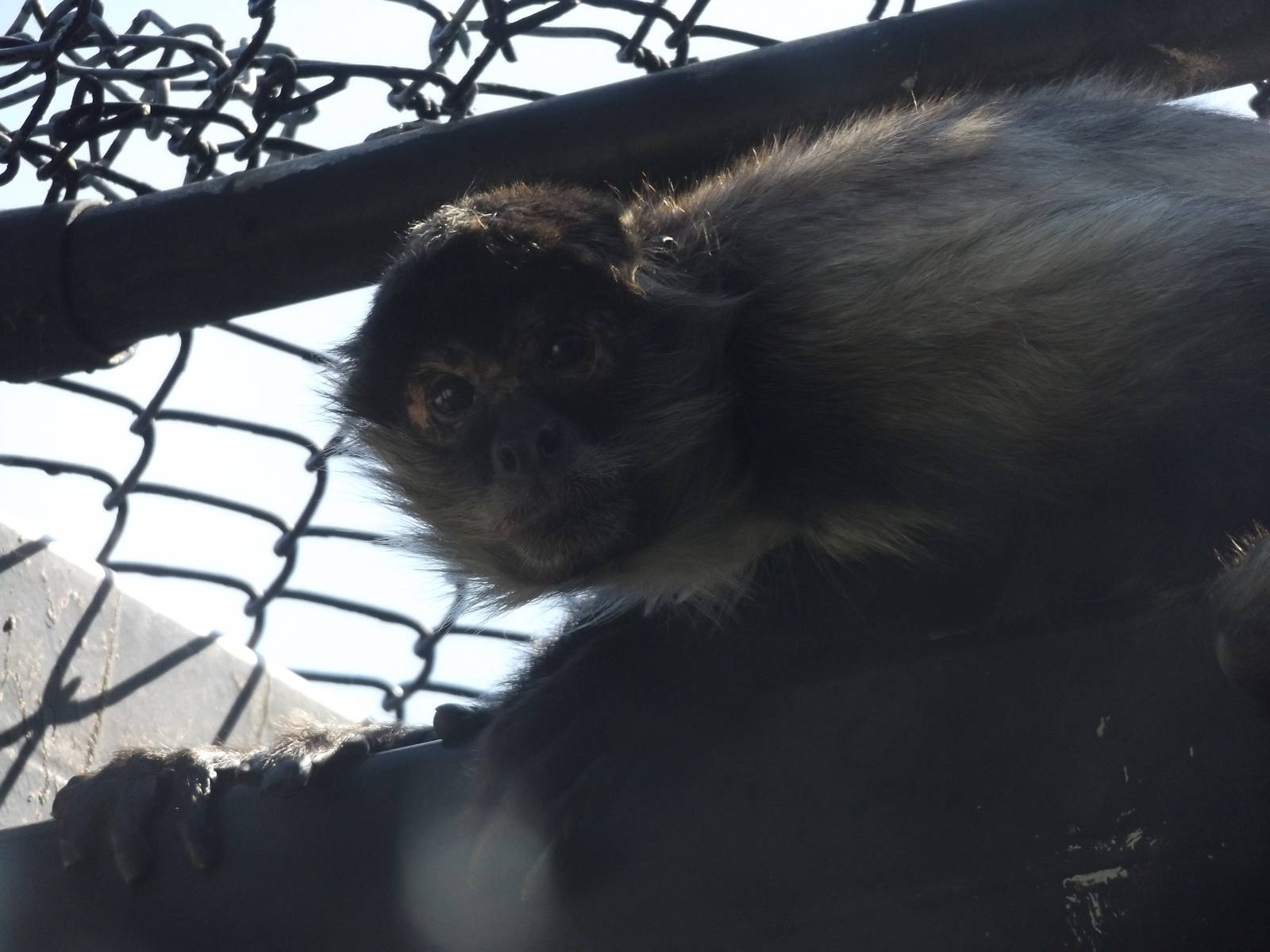 Black- handed Spider Monkey