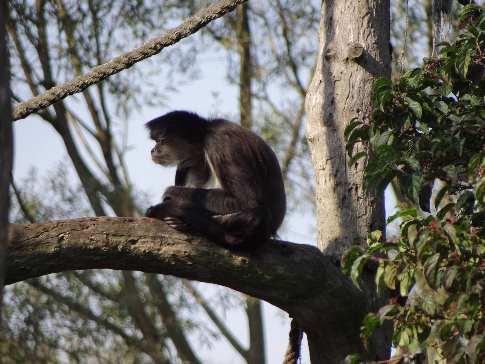 Black-handed Spider Monkey