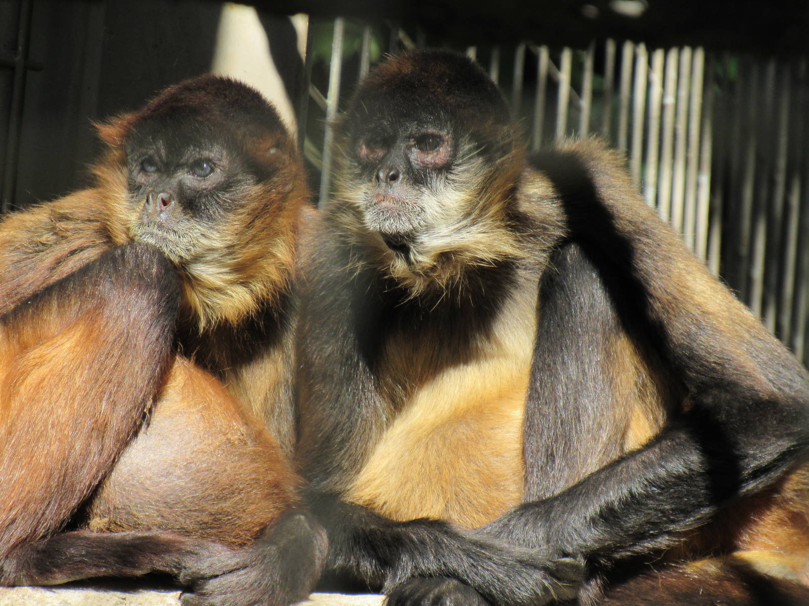 Black Handed Spider MOnkey