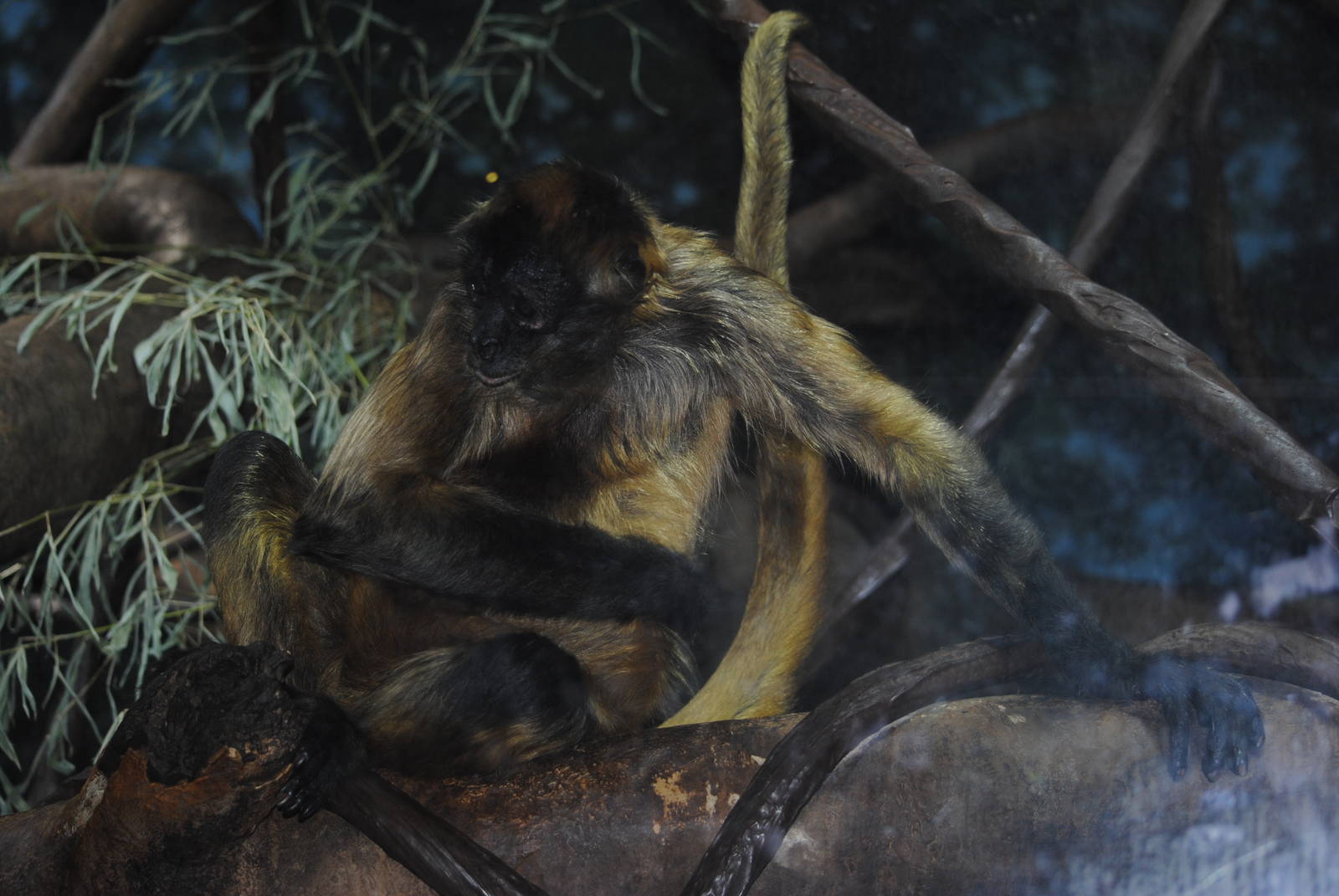 Black-handed Spider Monkey