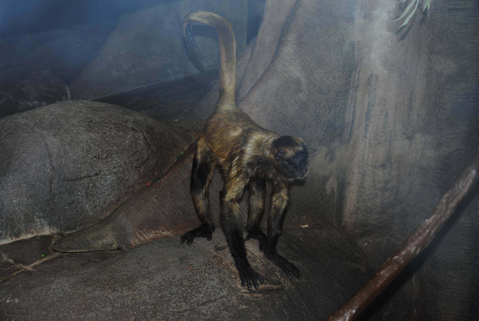 Black-handed Spider Monkey