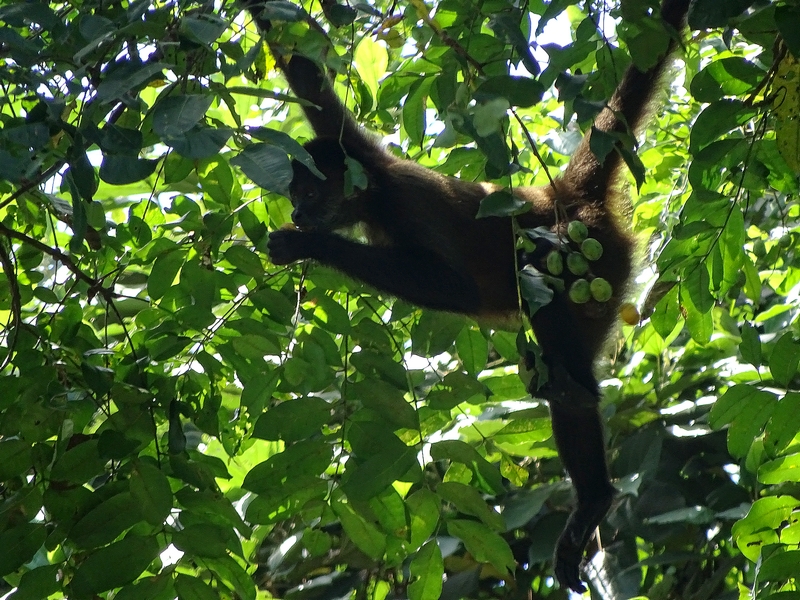 Black-handed spider monkey