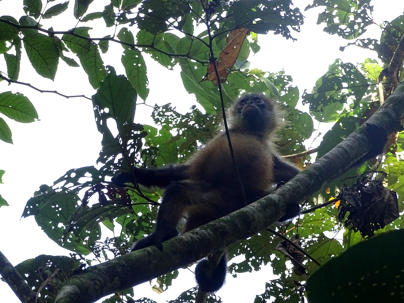 Black-handed spider monkey
