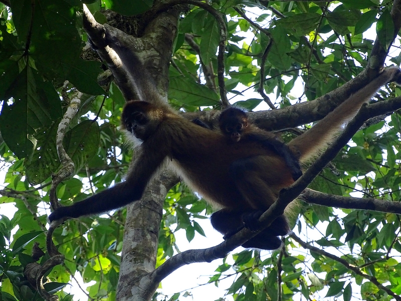 Black-handed spider monkey