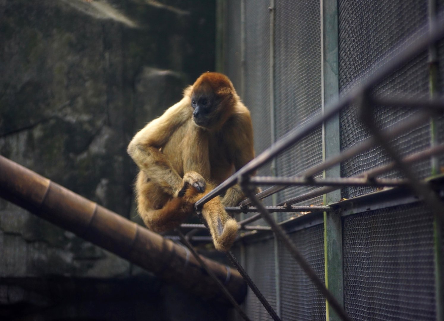 Black-handed spider monkey
