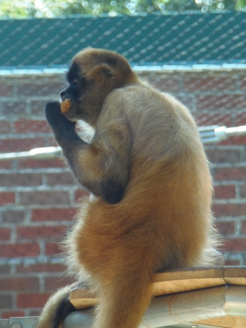 Black-Handed Spider Monkey