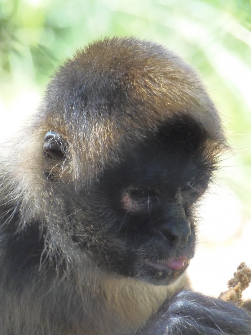 Black-Handed Spider Monkey