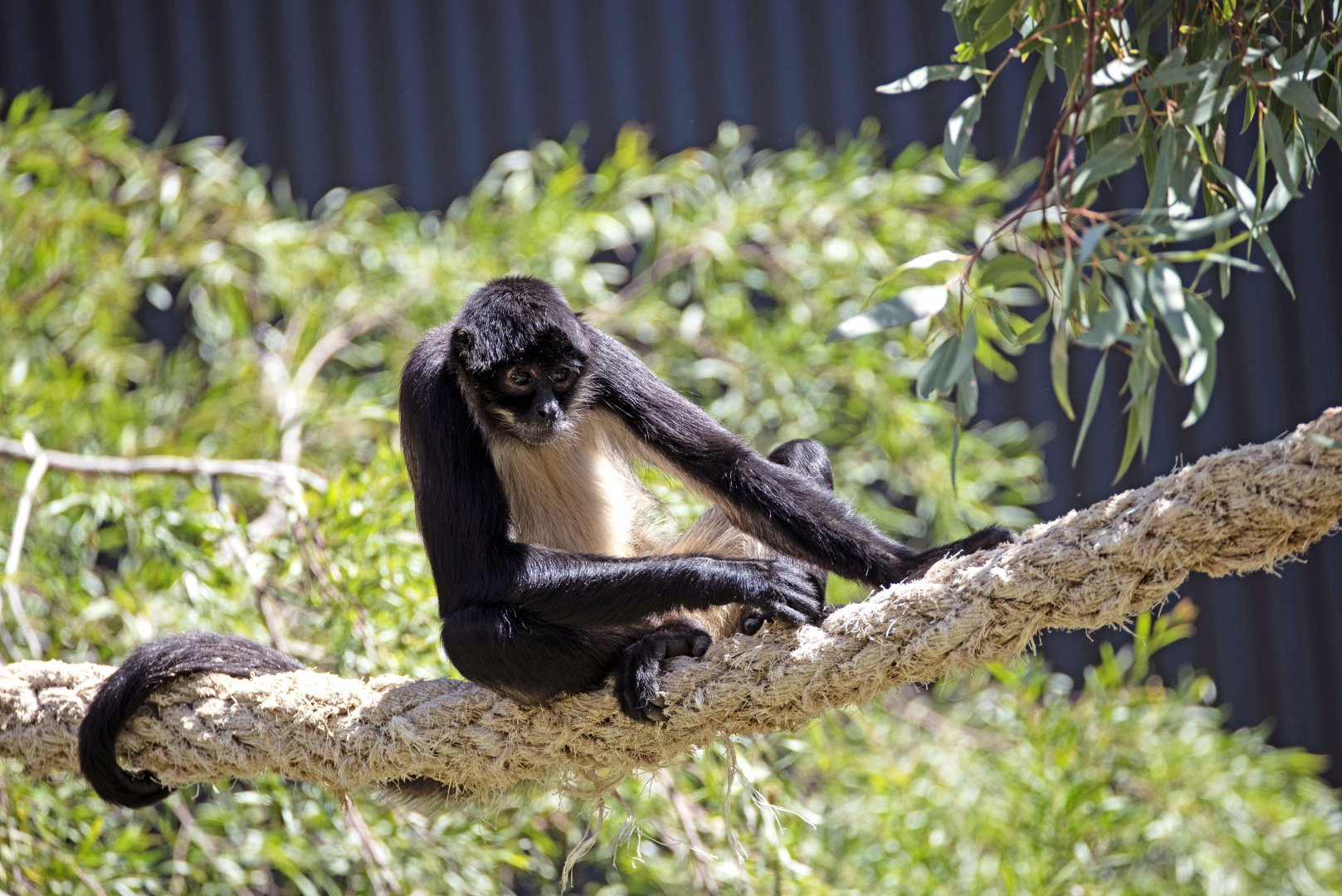 Black-handed spider monkey
