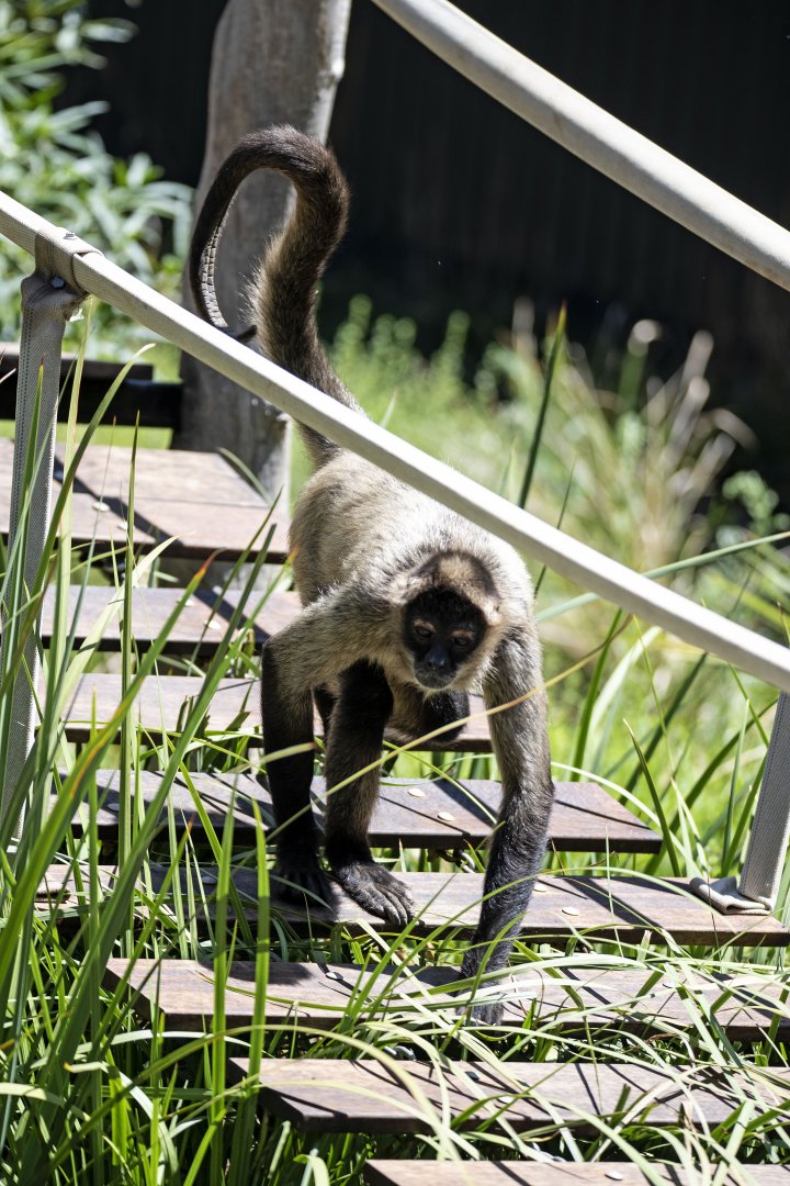 Black-handed spider monkey