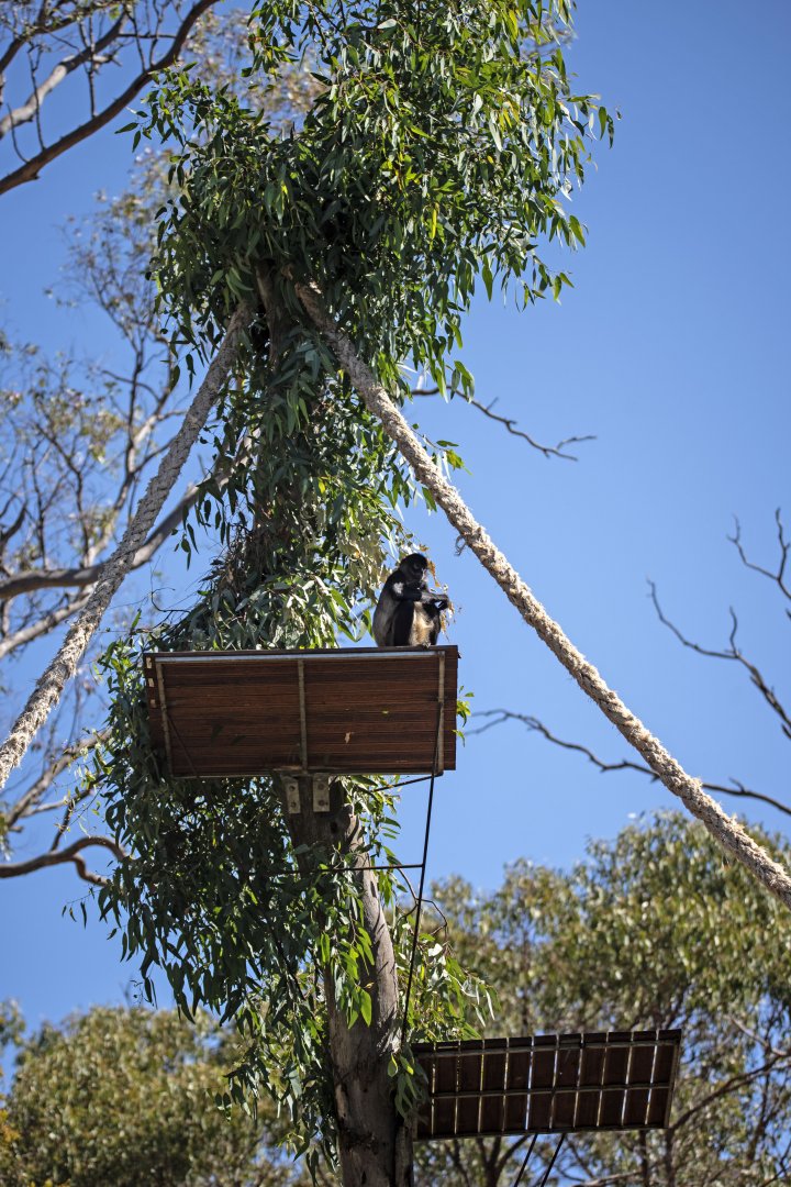 Black-handed spider monkey