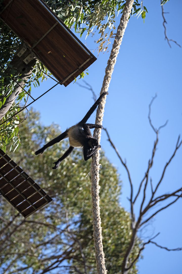 Black-handed spider monkey