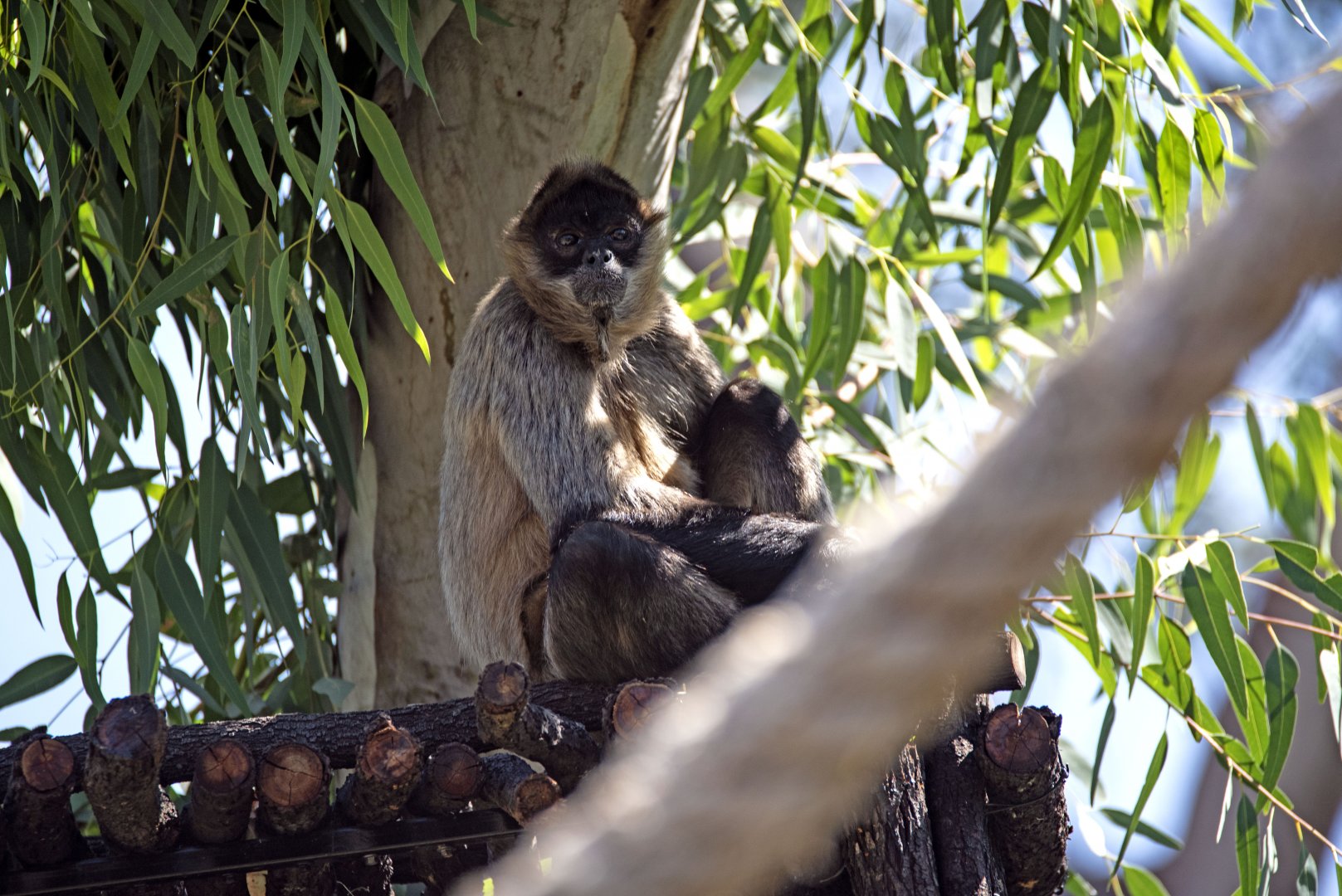 Black-handed spider monkey