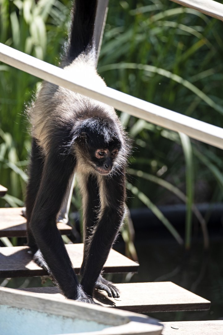 Black-handed spider monkey