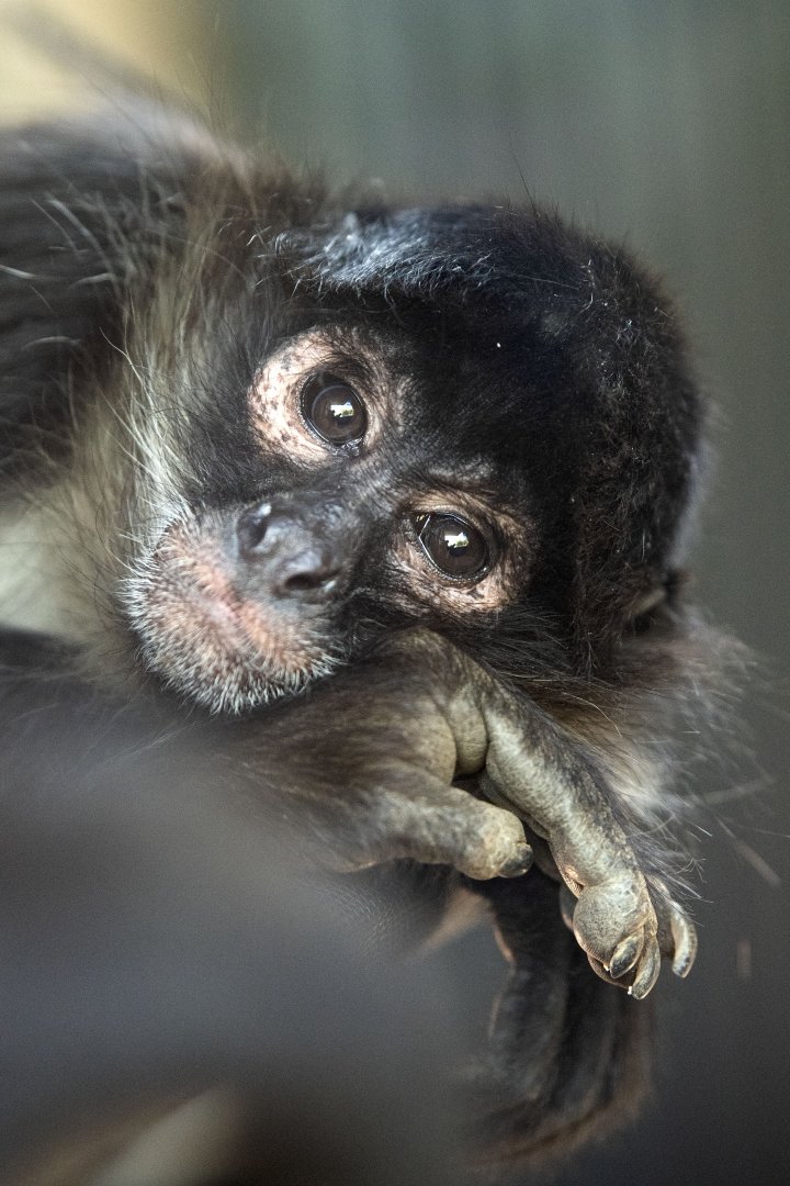 Black-handed spider monkey