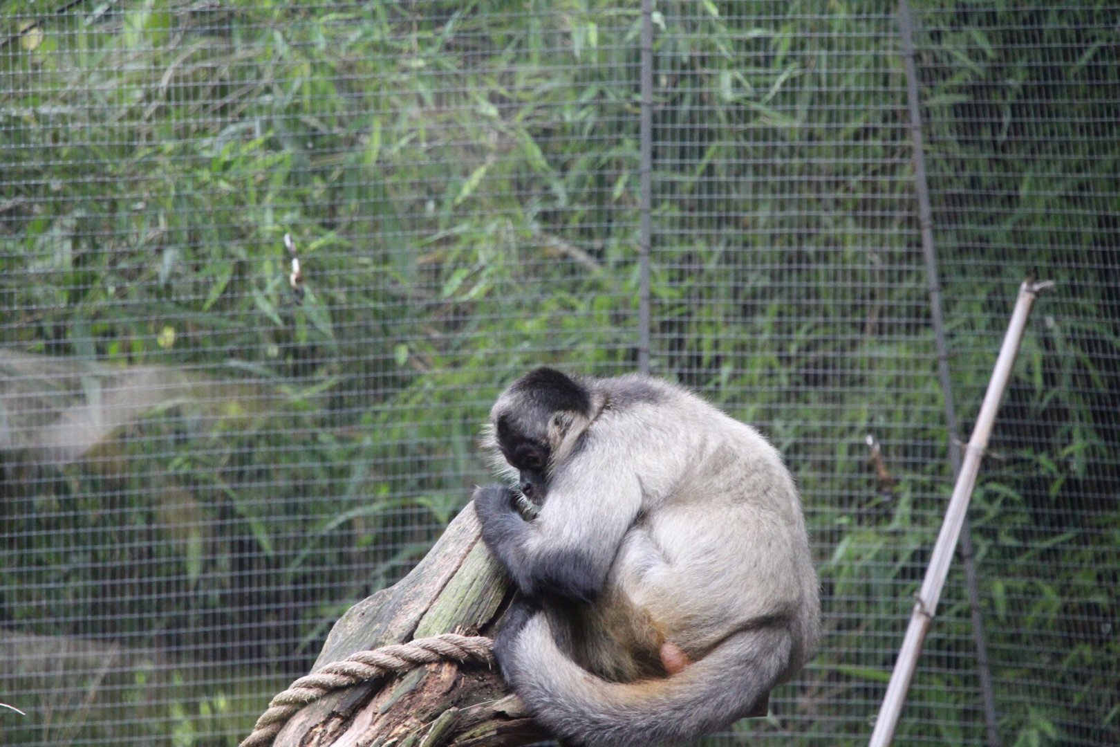 Black Handed Spider Monkey