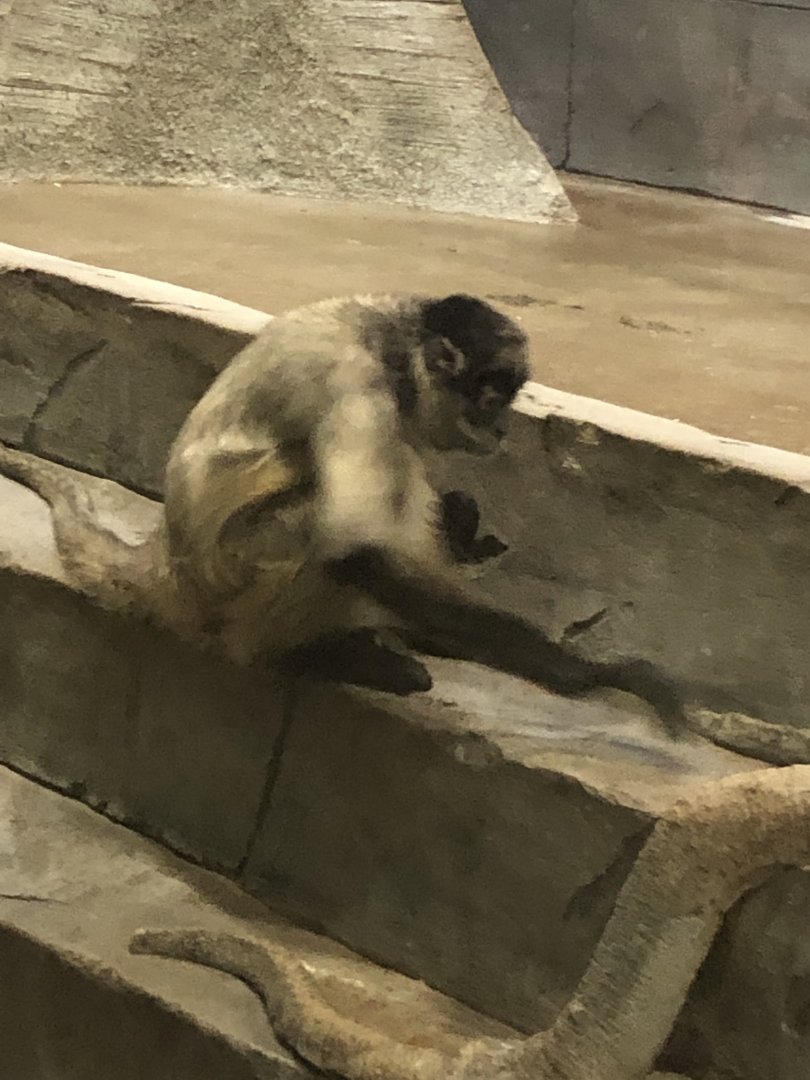 Black-Handed Spider Monkey