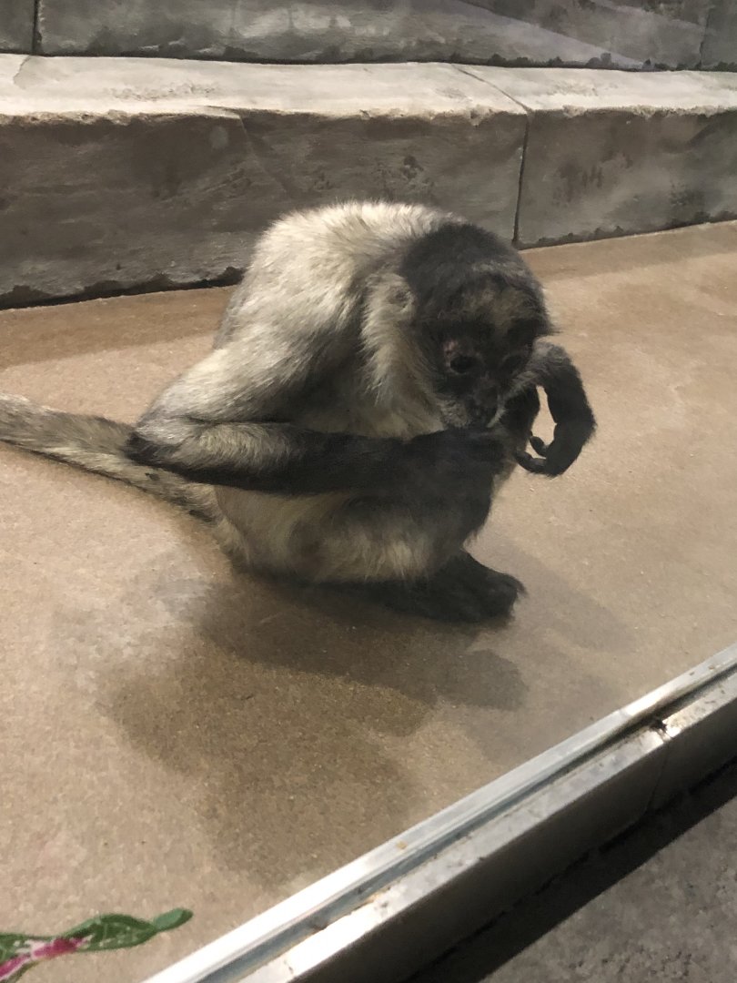 Black-Handed Spider Monkey