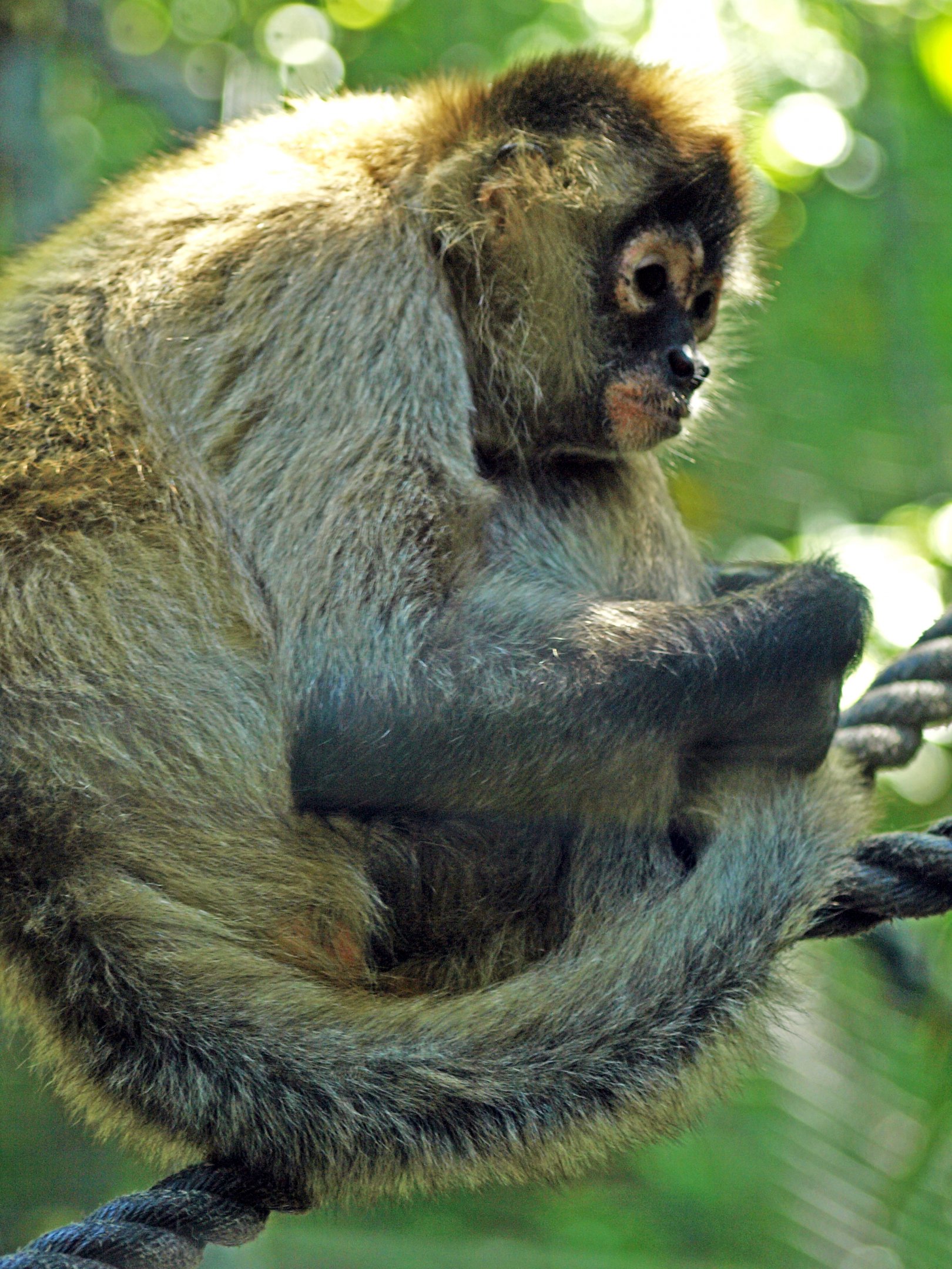 Black-handed Spider Monkey