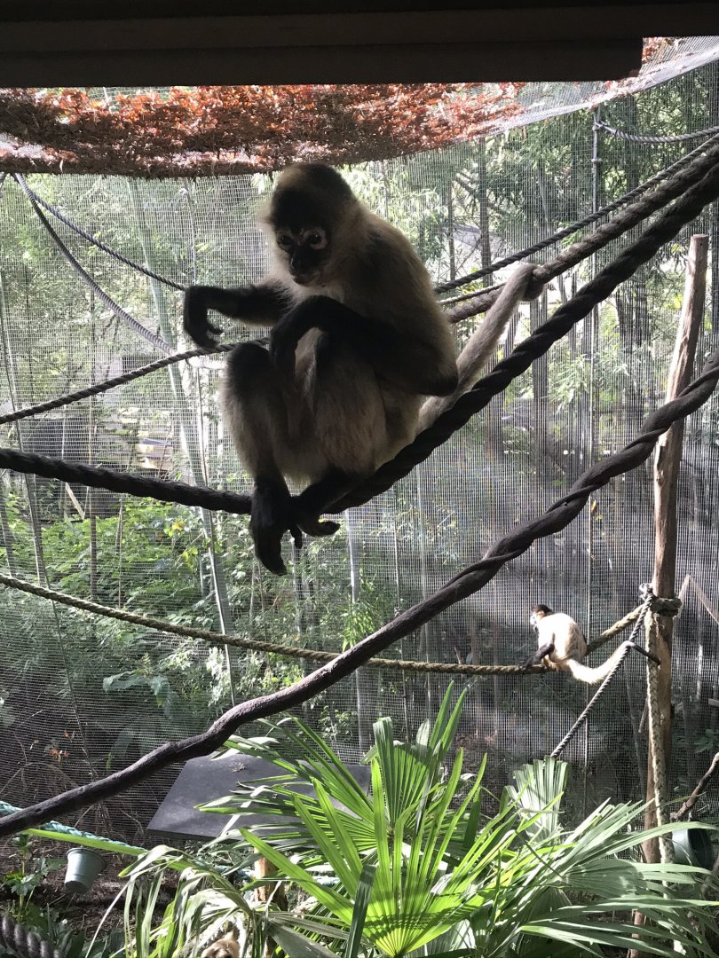 Black Handed Spider Monkey