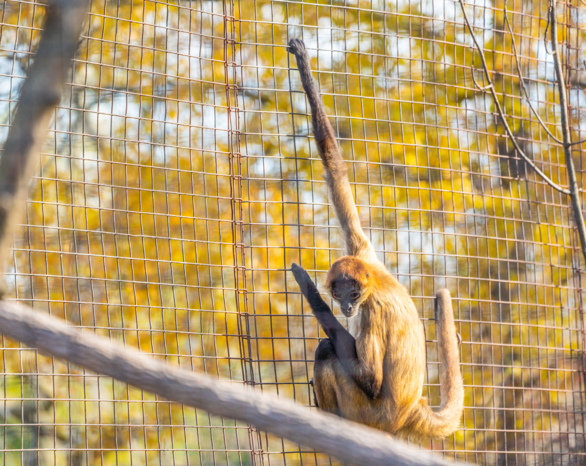 Black-handed Spider Monkey