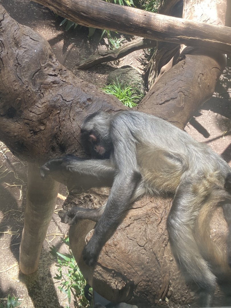 Black Handed Spider Monkey