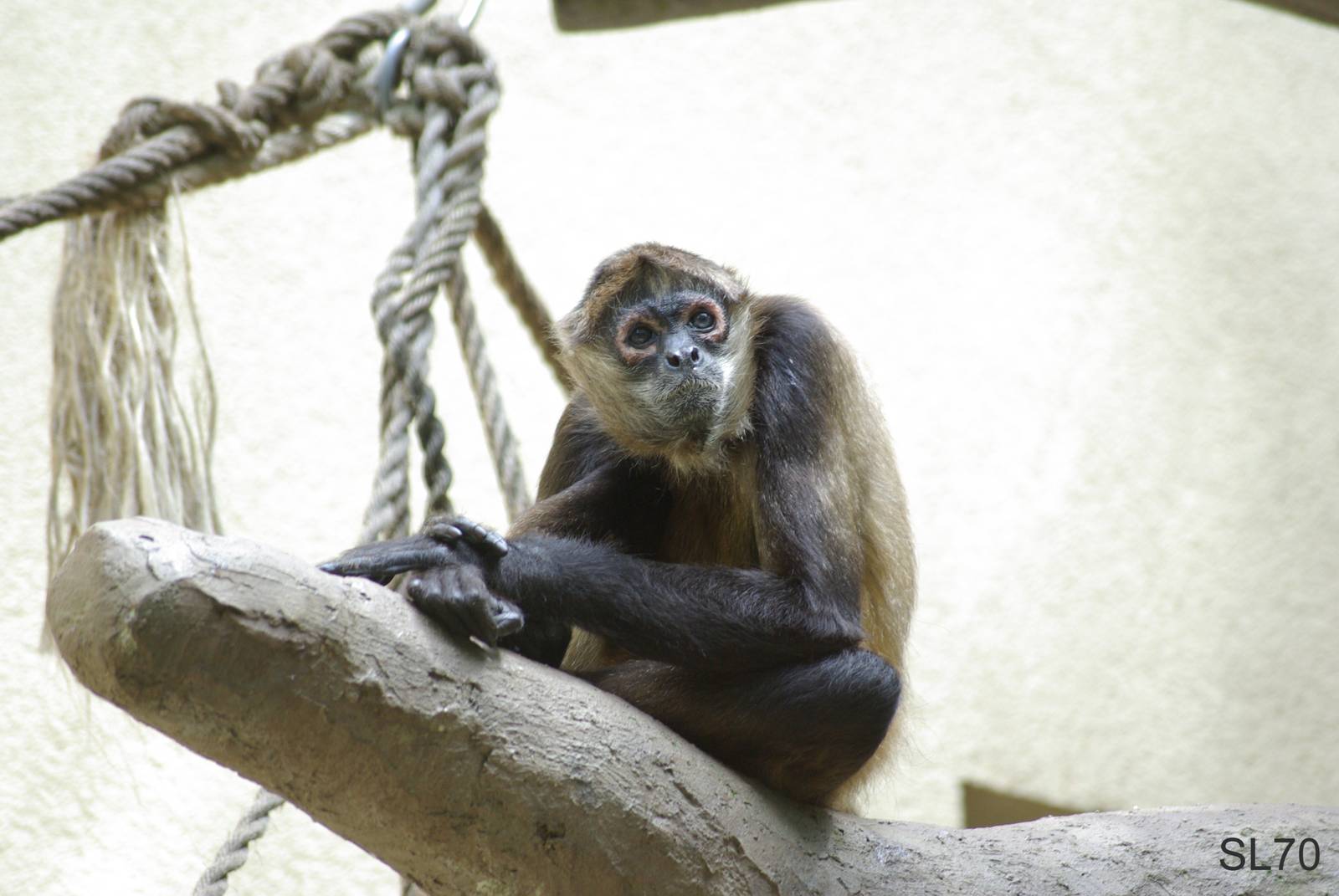 Black Handed Spider Monkey