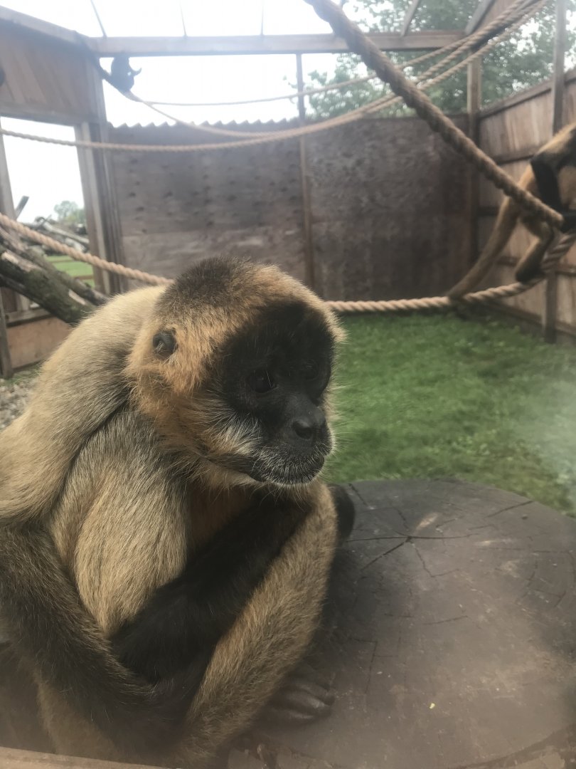 Black-handed spider monkey