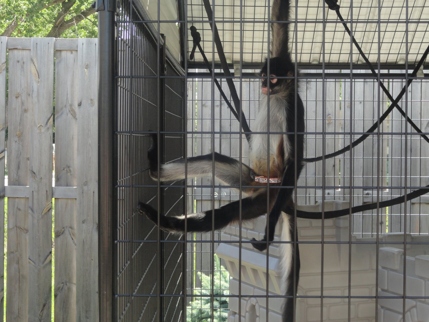 Black Handed Spider Monkey