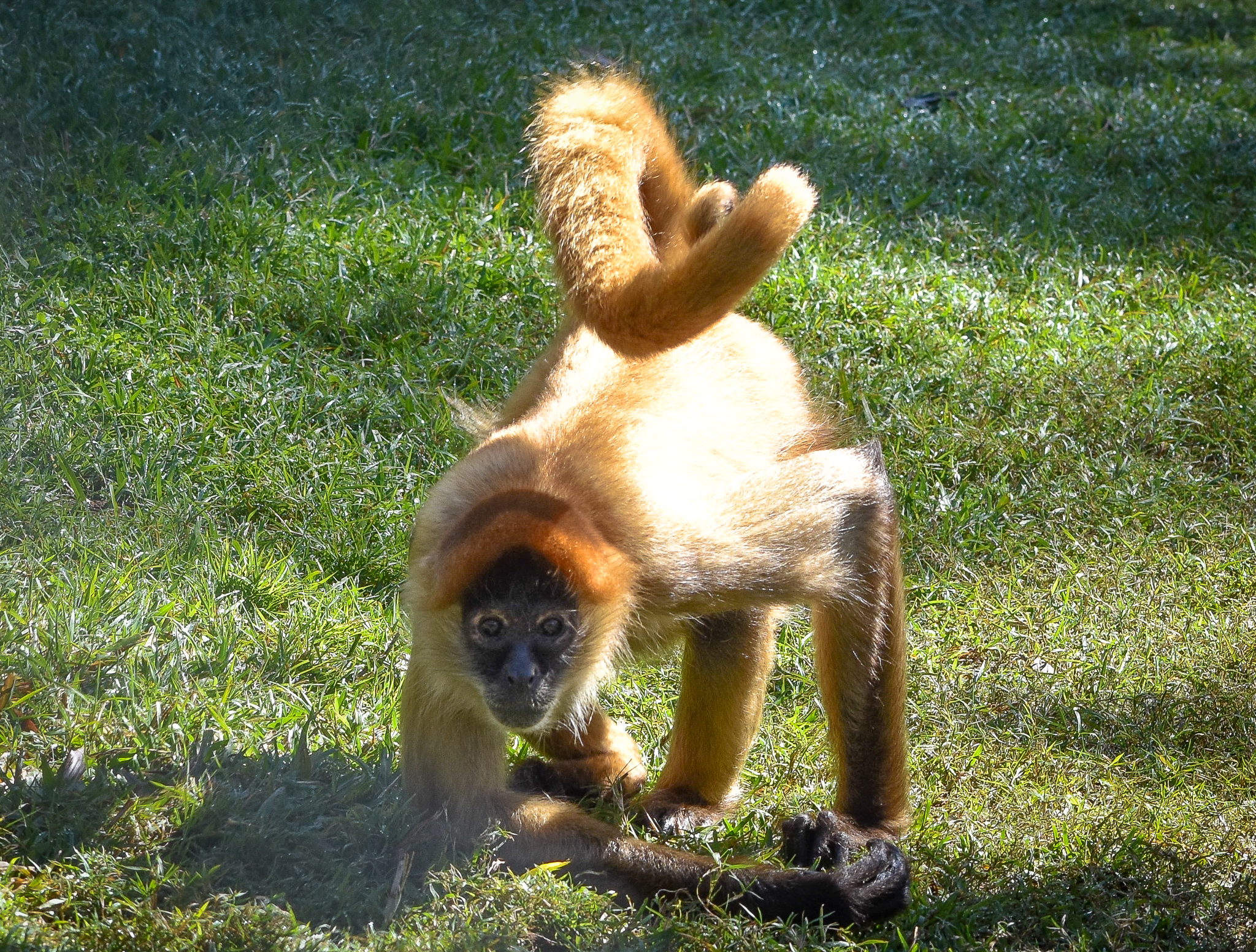 Black-handed Spider Monkey