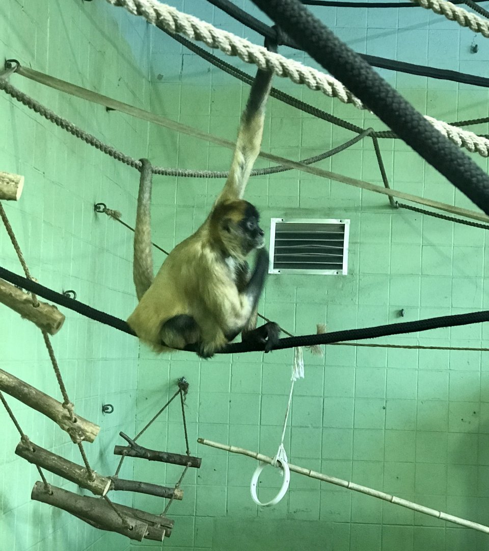 Black-handed Spider Monkey