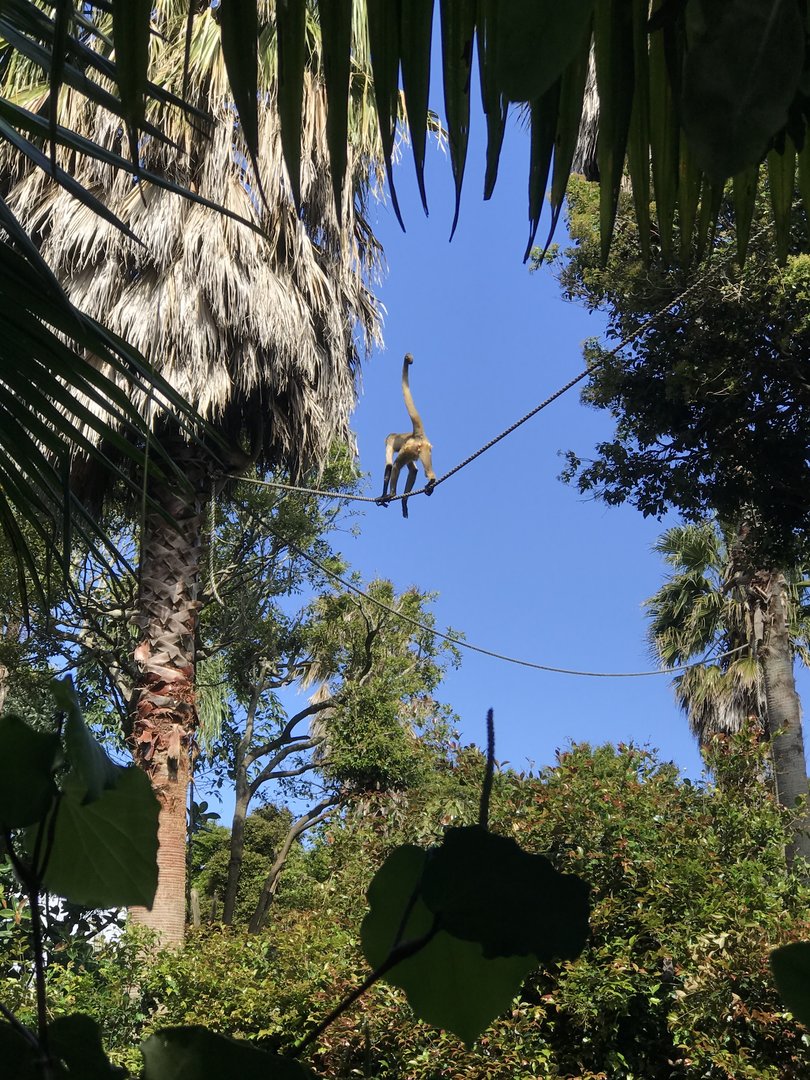 Black Handed Spider Monkey