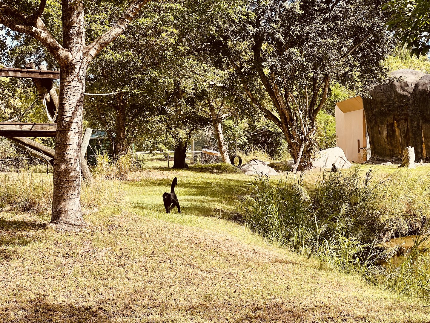 Black-handed Spider Monkey