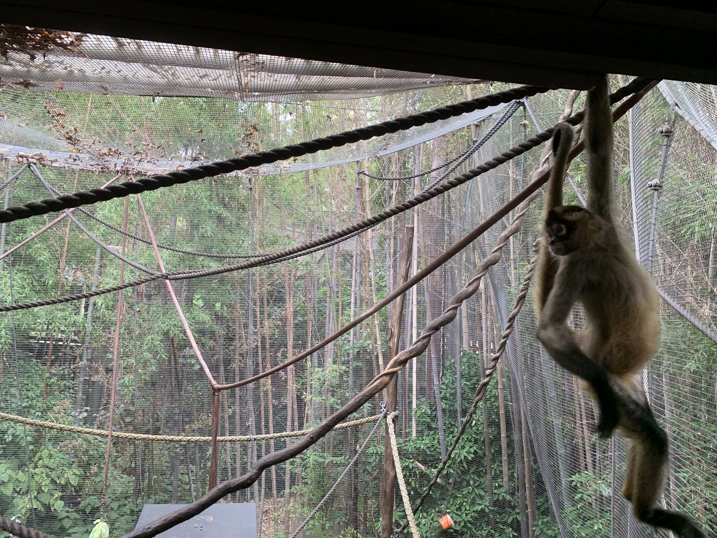 Black-handed Spider Monkey