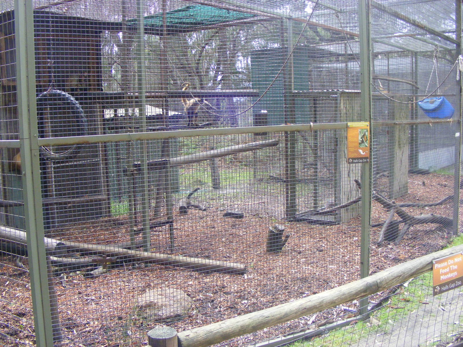 Black-handed Spider Monkey