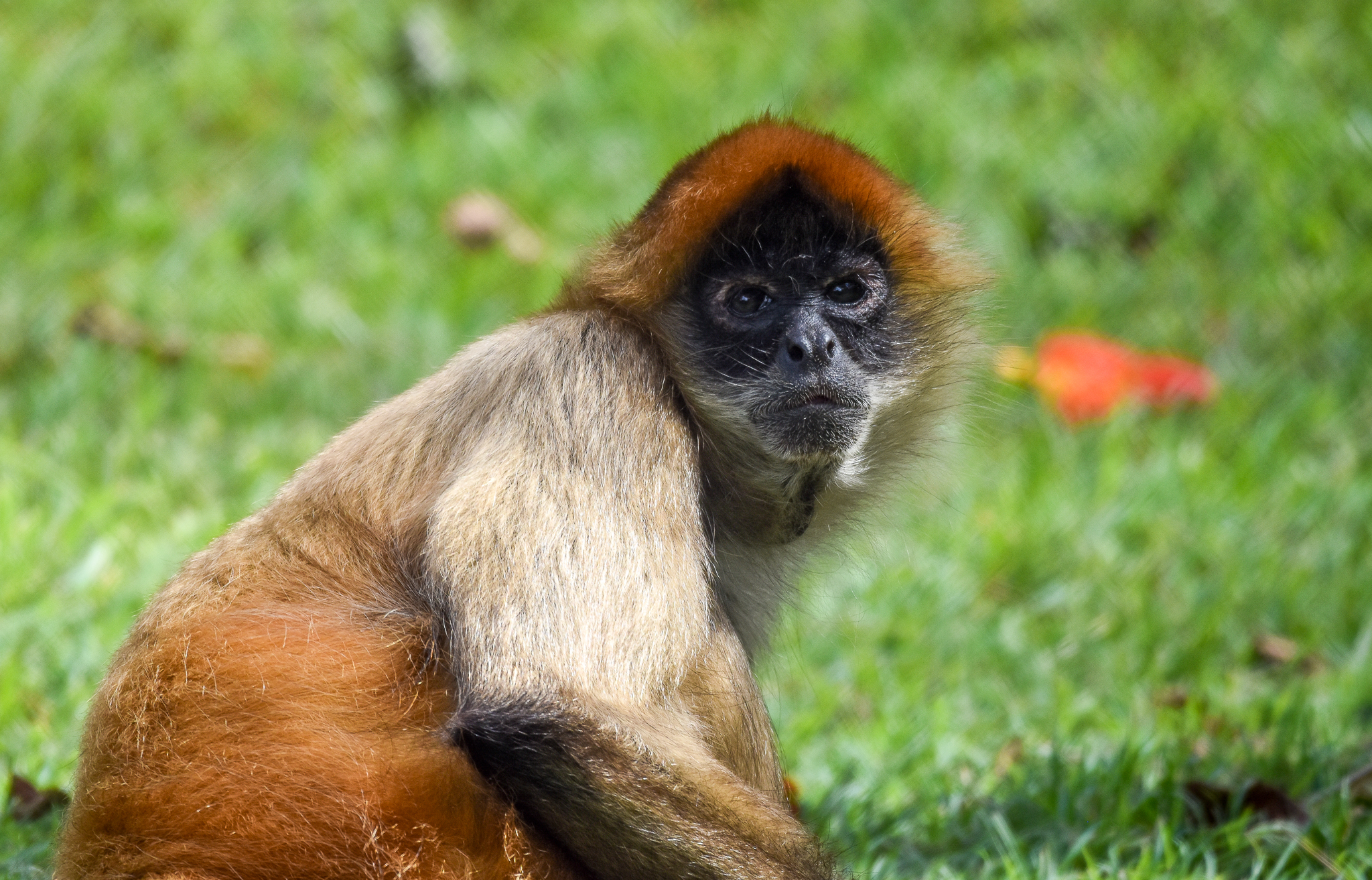 Black-handed Spider Monkey