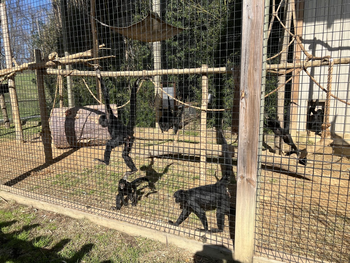 Black-handed Spider Monkey