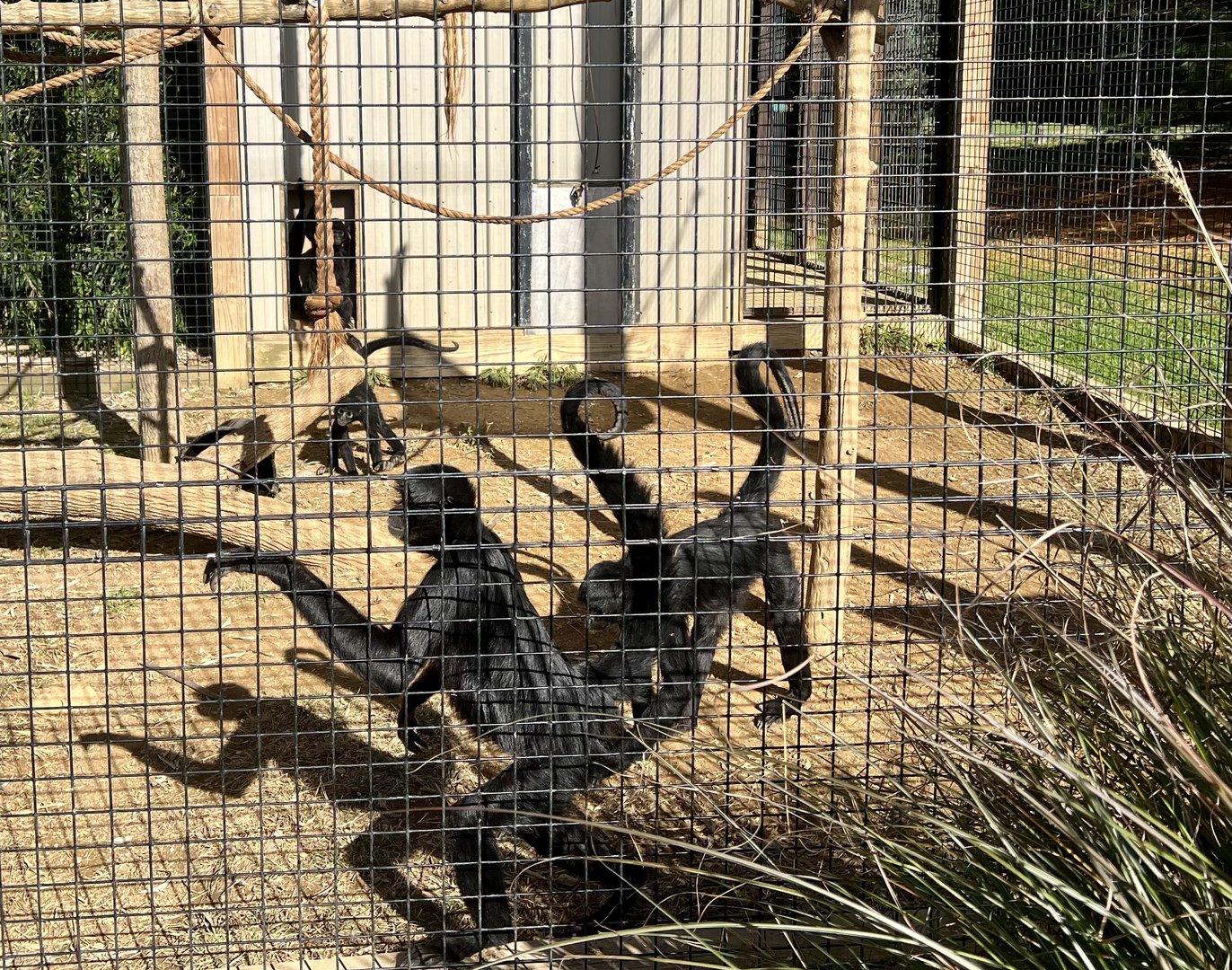 Black-handed Spider Monkey