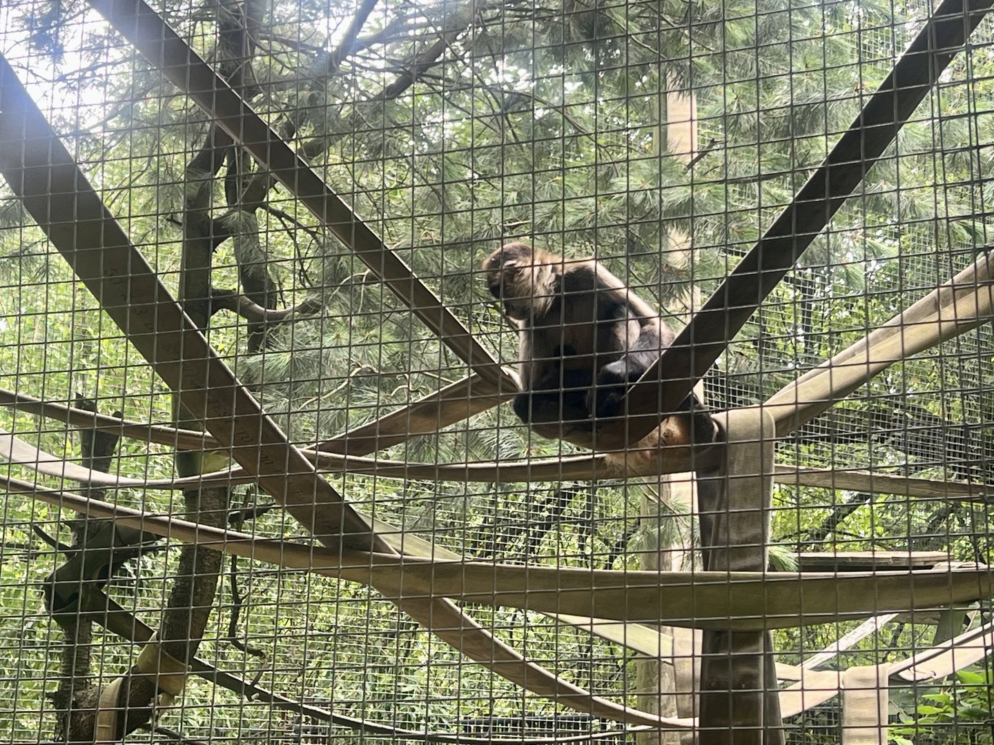Black-handed Spider Monkey