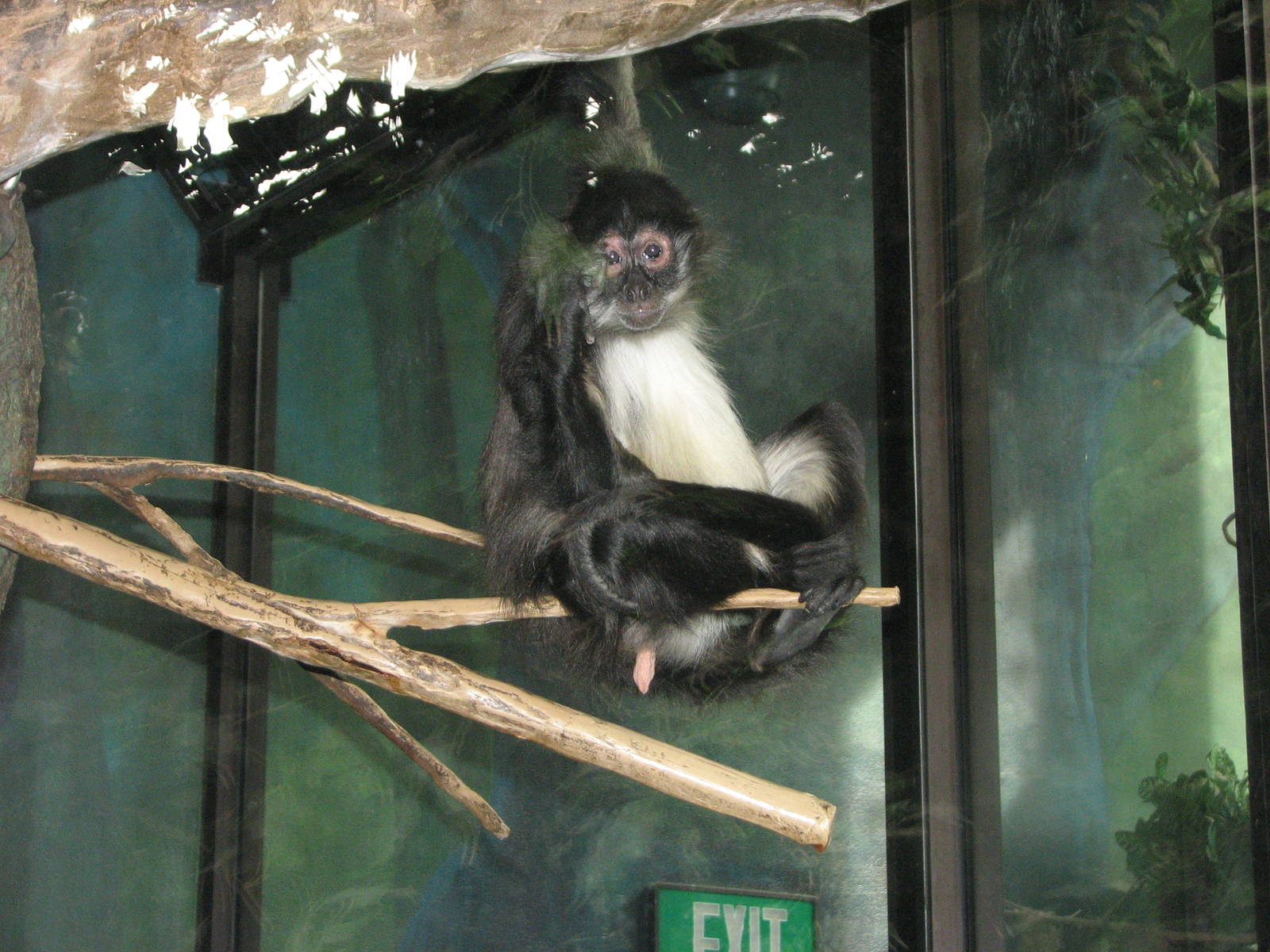 Black-Handed Spider Monkey