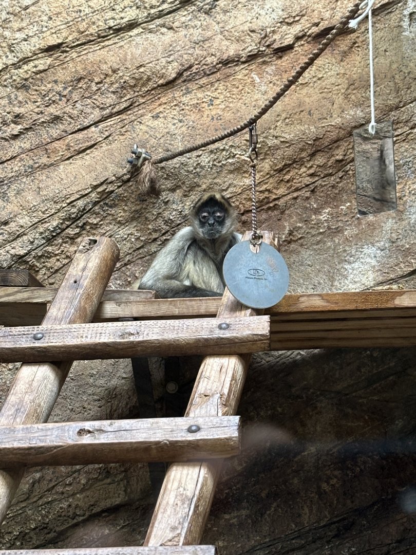 Black Handed Spider Monkey