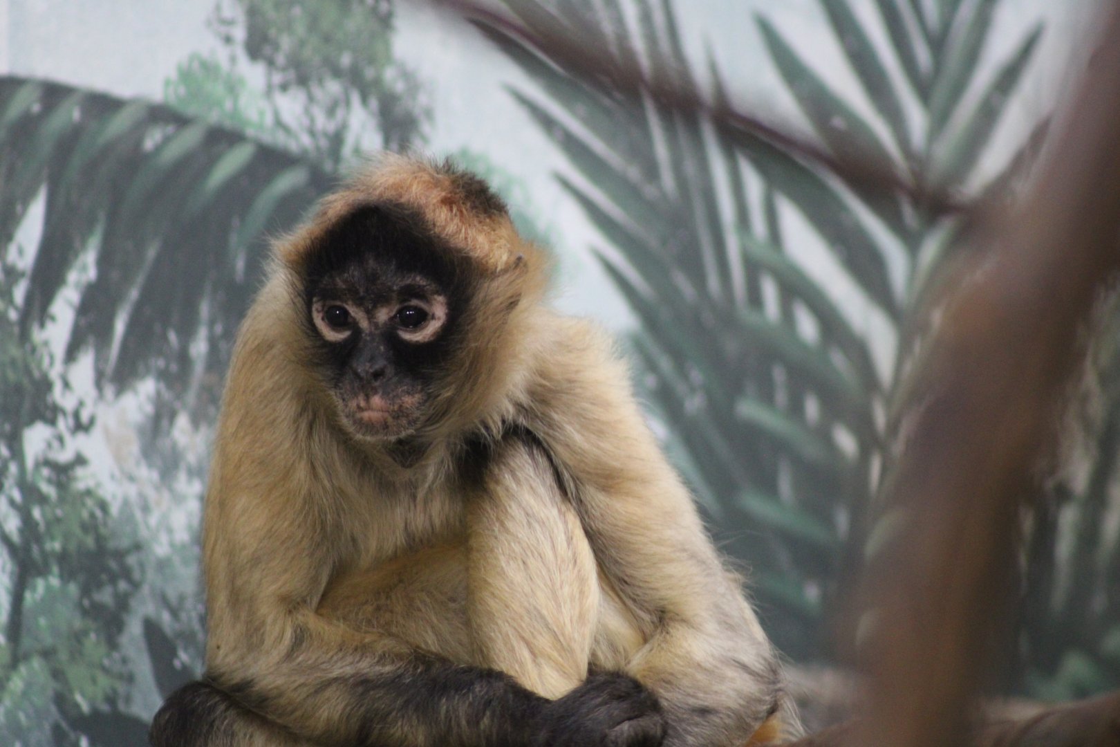 Black-handed spider monkey