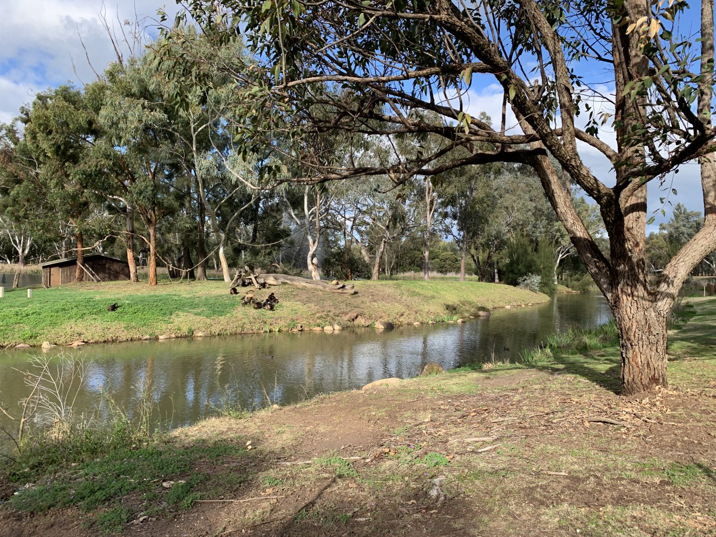 Black-handed Spider Monkey