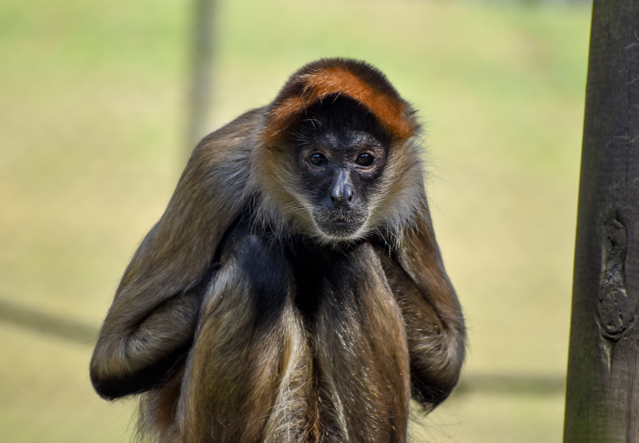 Black-handed Spider Monkey
