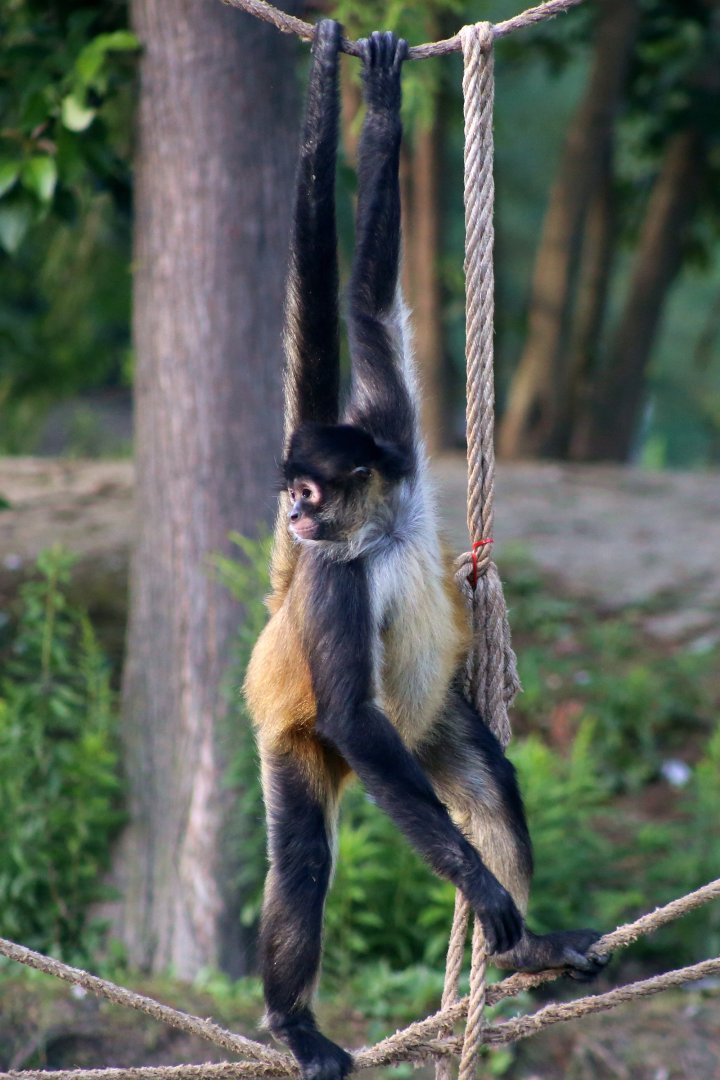 Black-handed Spider Monkey