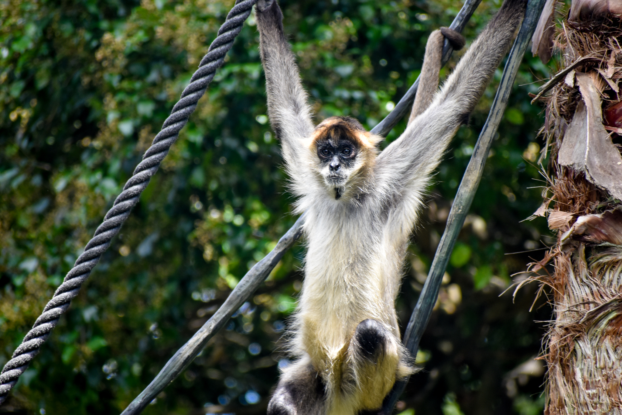 Black-handed Spider Monkey