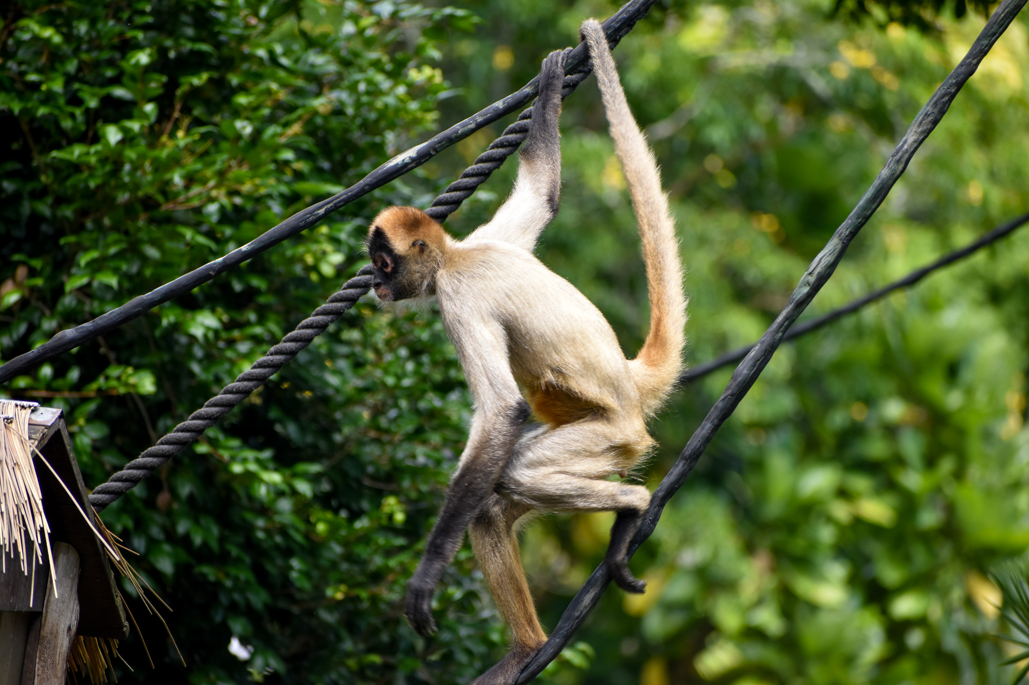 Black-handed Spider Monkey