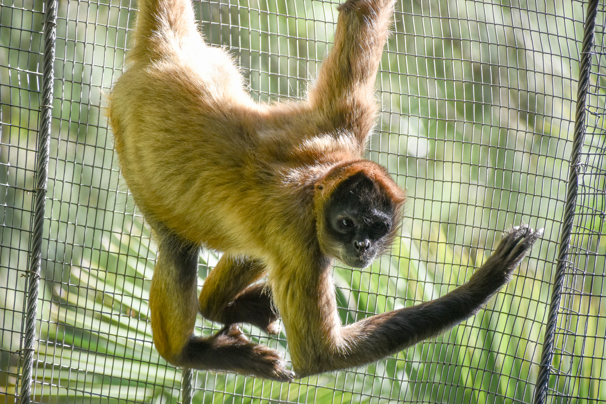 Black-handed Spider Monkey