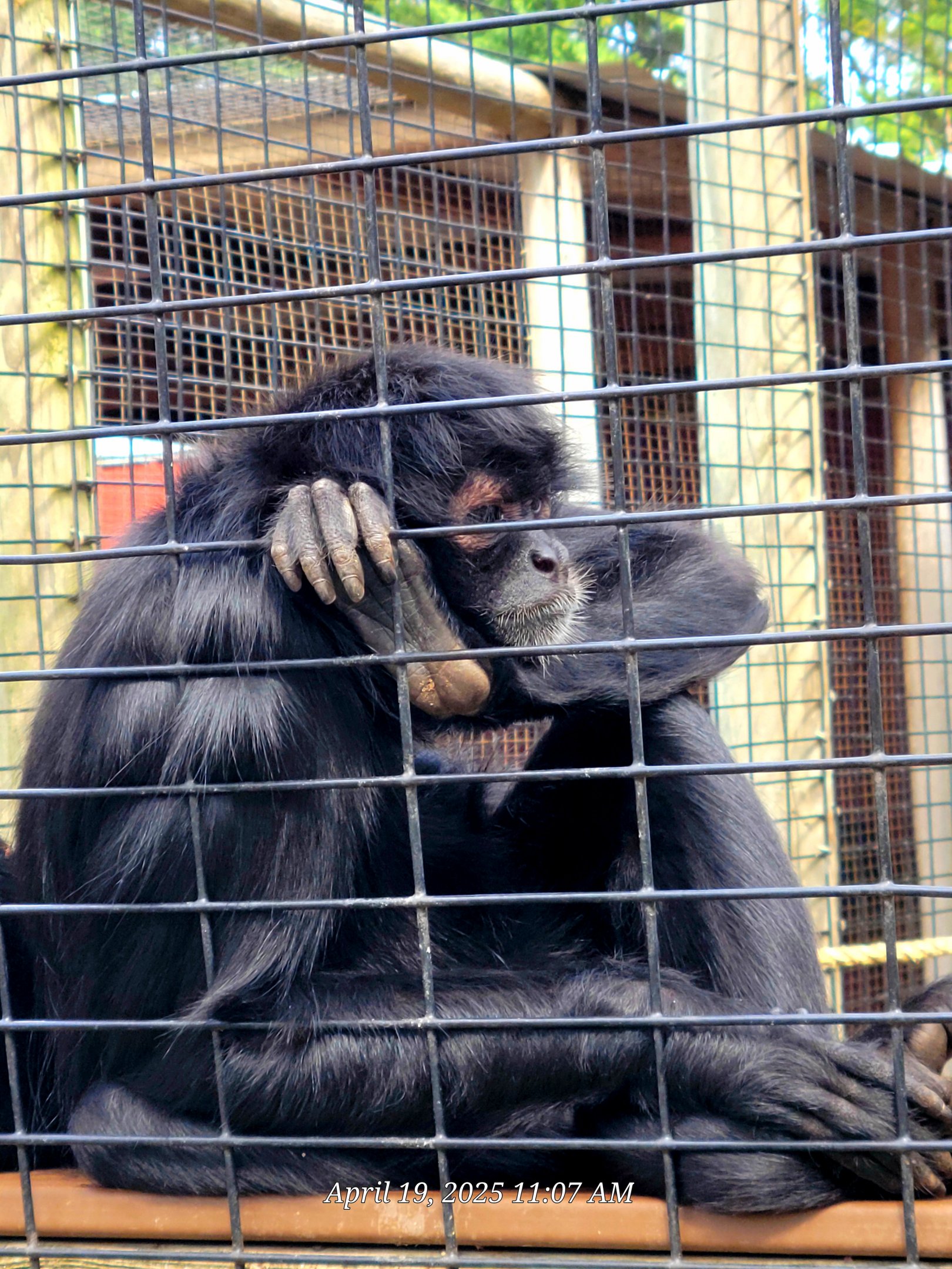 Black-Handed Spider Monkey